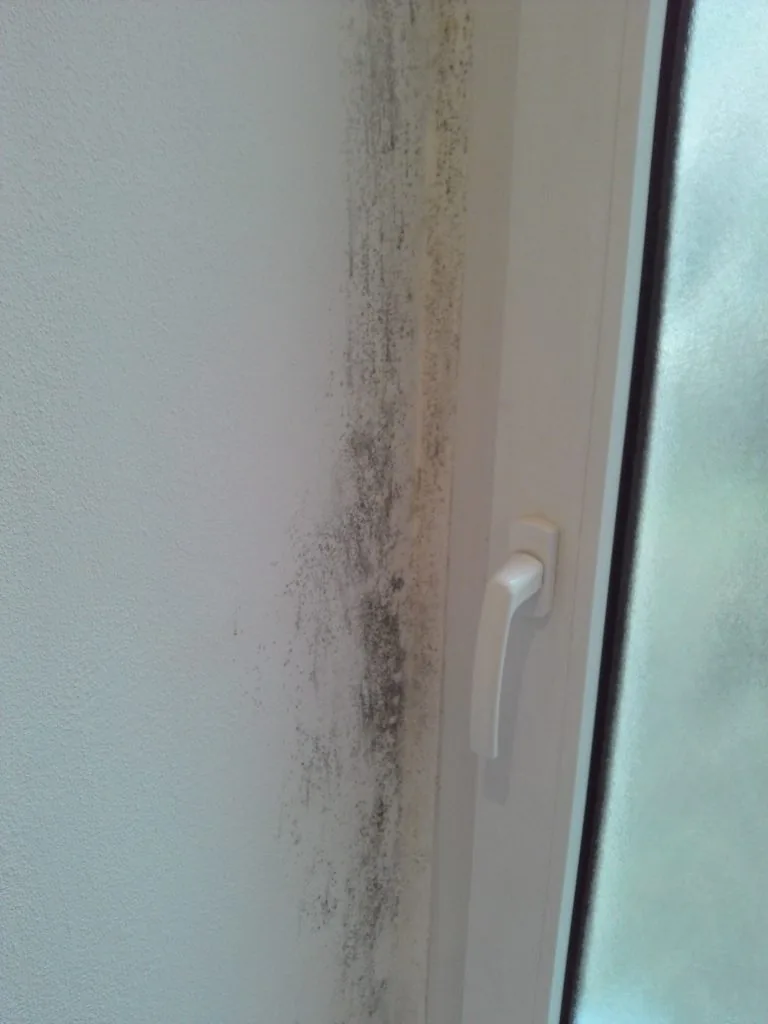 Schimmel durch neue fenster