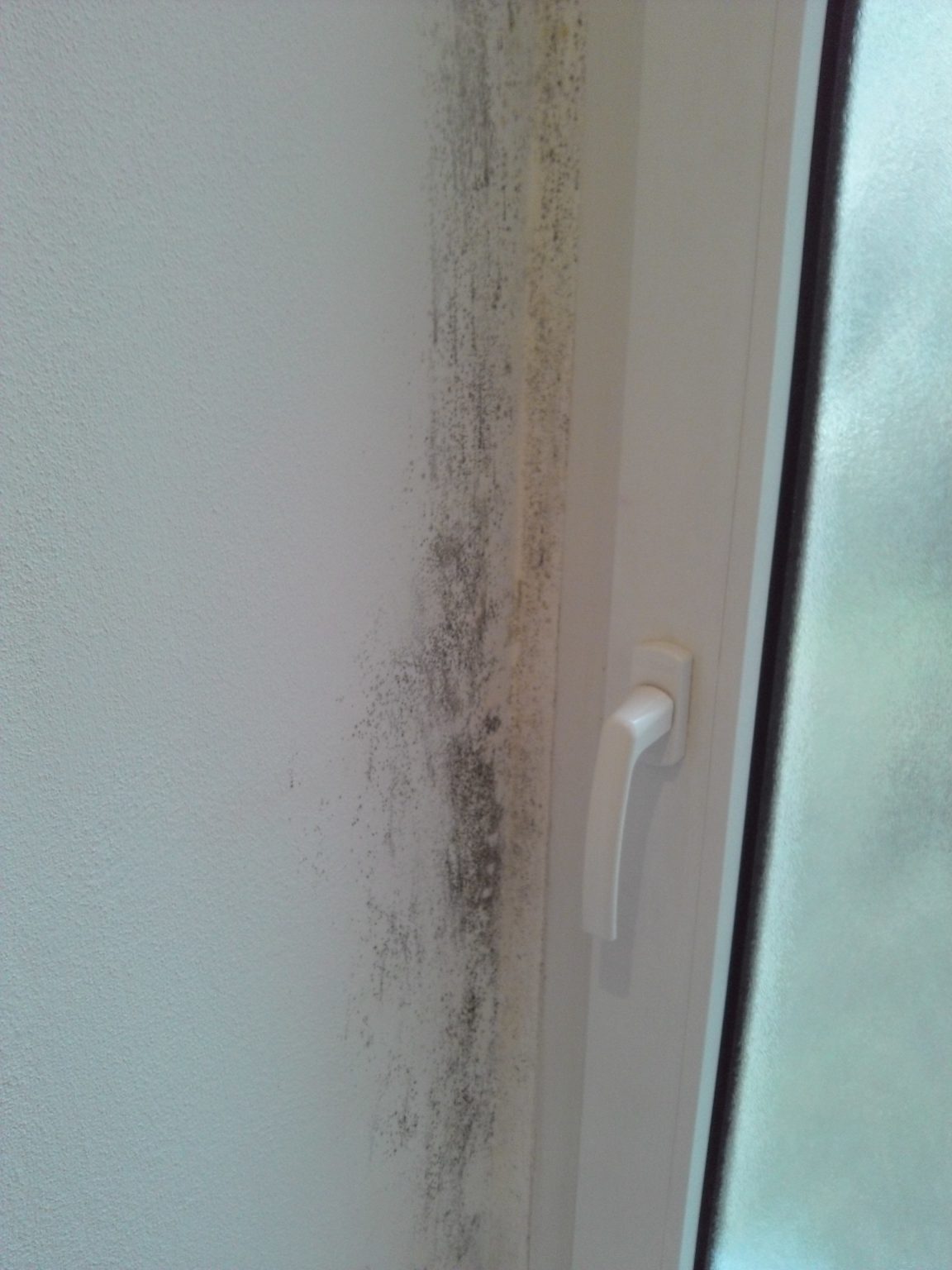 schimmel über fenster